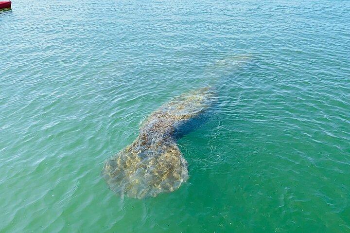 Marco Island and Naples Pedal or Paddle Kayak Tour