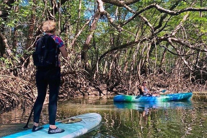 Kayak Through the Mangroves
