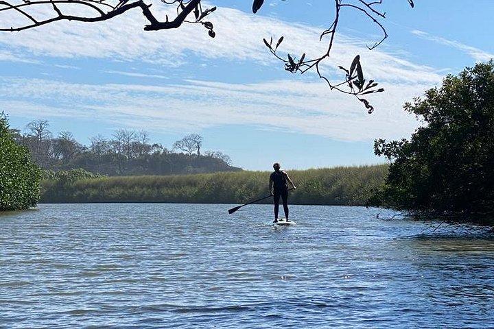 Kayak Through the Mangroves