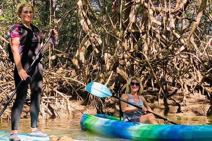 Kayak Through the Mangroves