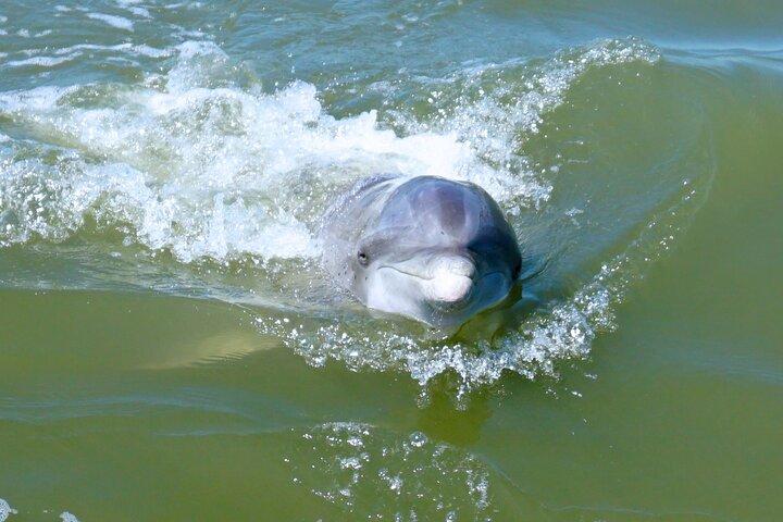Crociera in barca Hilton Head Island Dolphin