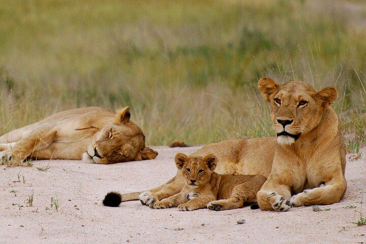 Game drive privato di 3 giorni a Nyerere NP e tour safari in barca