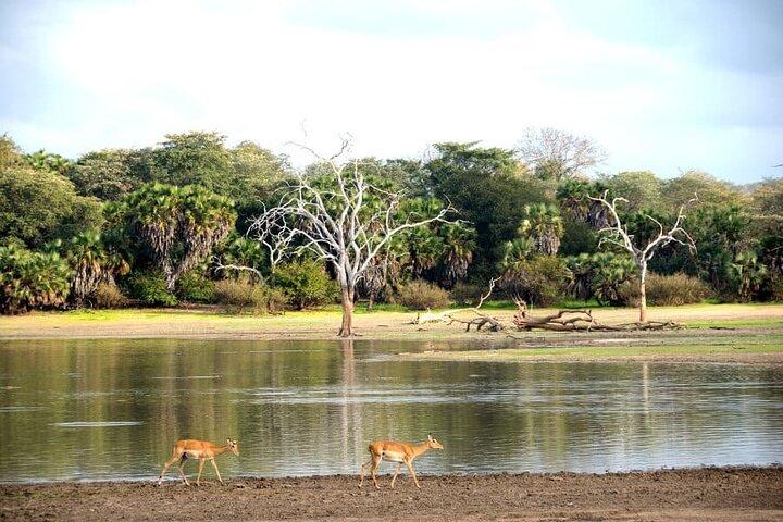 Game drive privato di 3 giorni a Nyerere NP e tour safari in barca