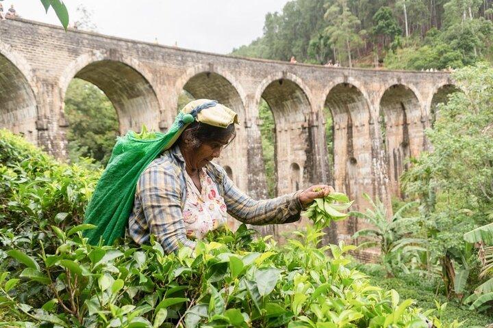 Disfrutando de la espléndida Sri Lanka