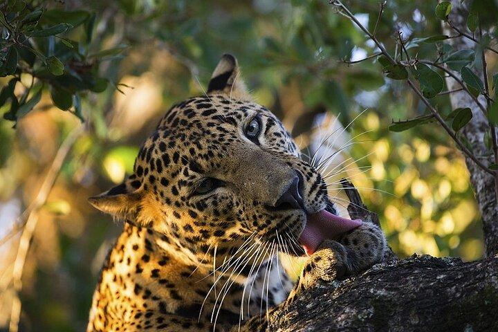 Sri Lanka Leoparder och elefanter Safari Yala och Udawalawe