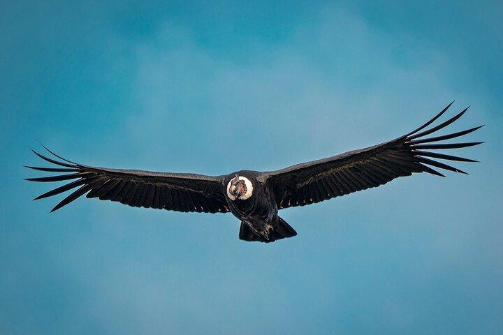 Reserva Chakana: Fauna Andina Única, Cóndores, Hillstar Ecuatorianos y Osos