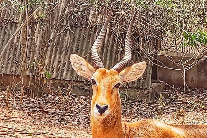 Zoológico de Accra, Experiencia privada