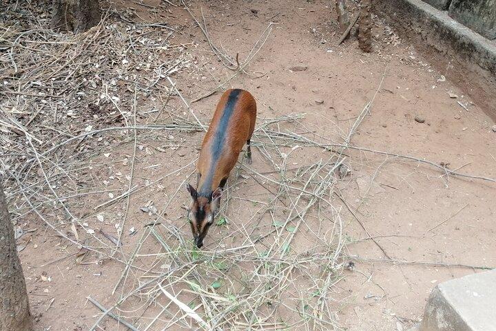 Zoológico de Accra, Experiencia privada