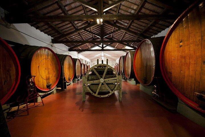 Modena area: Lambrusco Wine Tasting Experience