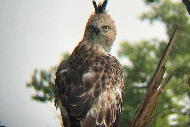 ウダワラウェ国立公園 |プライベートサファリツアー
