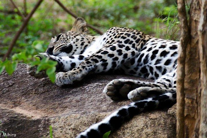 ウダワラウェ国立公園 |プライベートサファリツアー