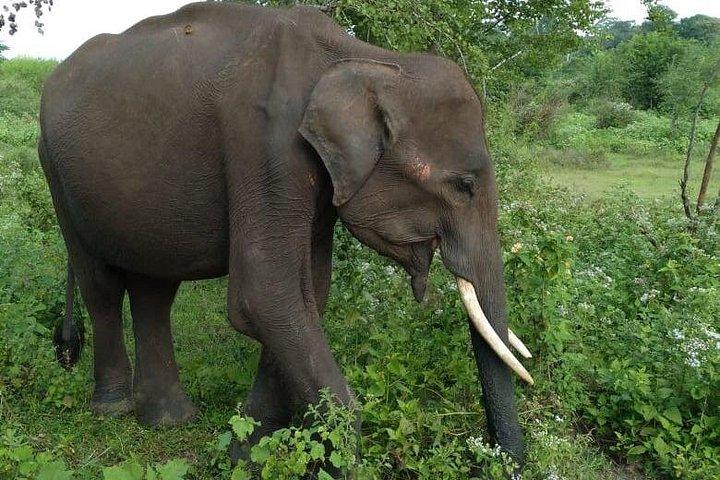 ウダワラウェ国立公園 |プライベートサファリツアー
