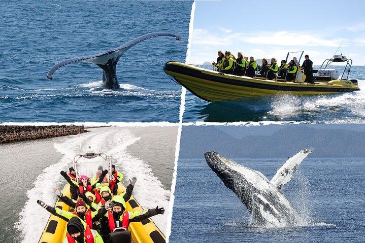 Walvissen spotten per RIB-speedboot vanuit het centrum van Reykjavik