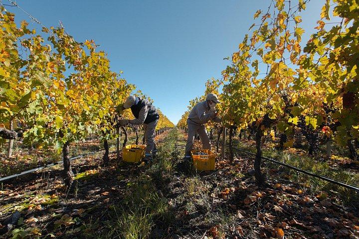 Uco Valley Luxury Wine Experience with Salentein