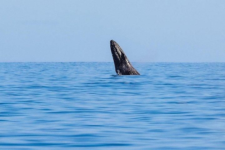 オアフ島ホエールウォッチングツアー