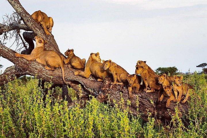 Multi-Day Camping Safari Experience in Arusha