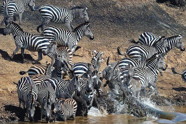 Multi-Day Camping Safari Experience in Arusha