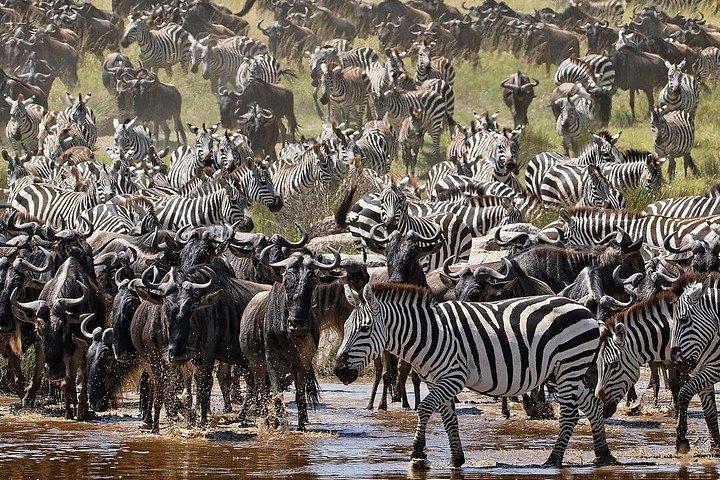 Multi-Day Camping Safari Experience in Arusha