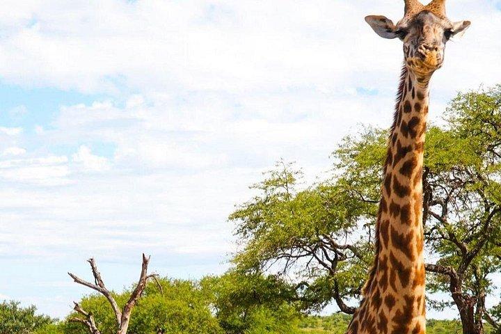Multi-Day Camping Safari Experience in Arusha