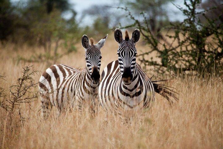 6 dages safaritur til The Great Wildebeest Migration