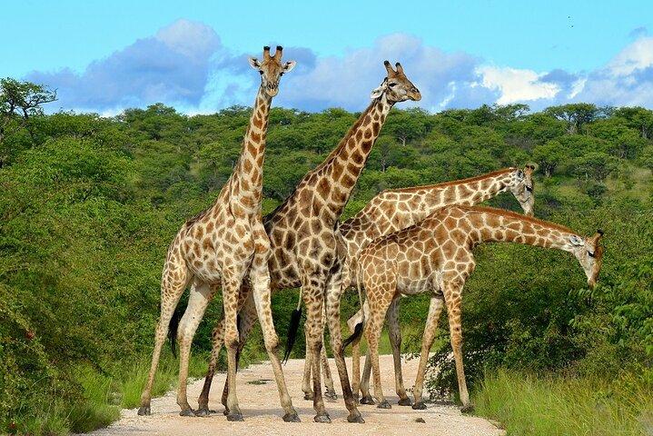 2-dagars safaritur i Tarangire och Ngorongoro-kratern