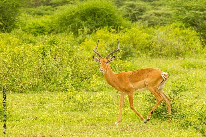 4 - Expedición de Safari al Serengeti