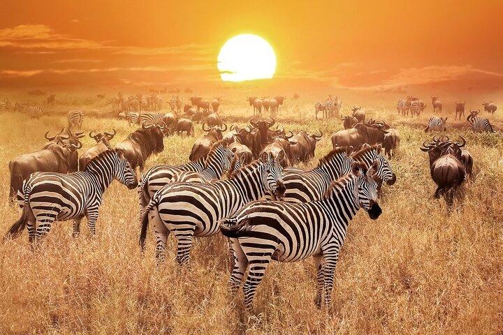 4 - Dagsutflykt till Serengeti