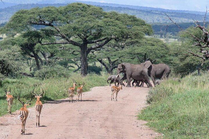 Tour económico de 6 días en Tarangire, Serengeti, Ngorongoro y Manyara