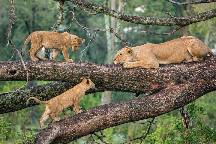 12 Tage Tansania und Kenia Migrationssafari