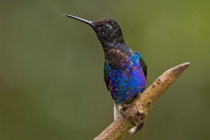 MINDO CLOUD FOREST: Nature & Adventure - Flexible Private Day Tour