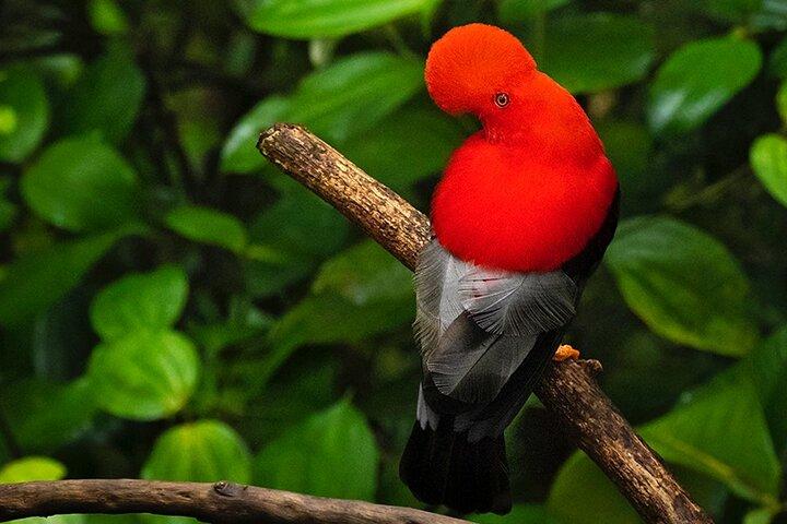 MINDO CLOUD FOREST: Natur & Abenteuer - Flexible private Tagestour