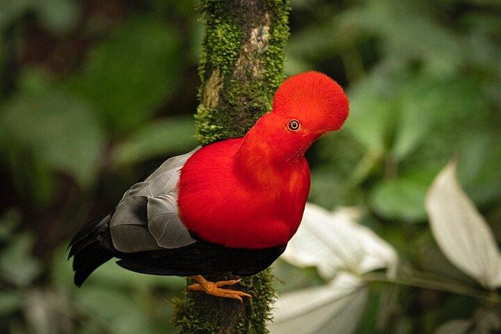 MINDO CLOUD FOREST : Naturaleza & Aventura - Excursión privada flexible de un día