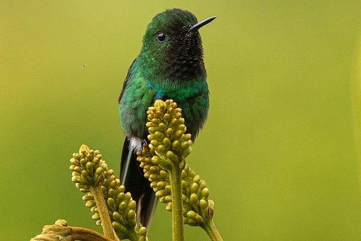 HUMMINGBIRD EXPEDITION - Searching for the cloud forest jewels.