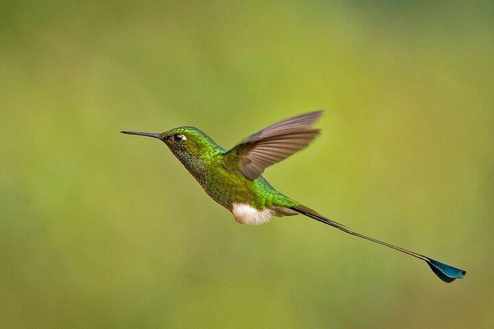 HUMMINGBIRD EXPEDITION - Söker efter molnskogens juveler.