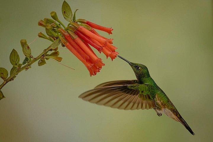 HUMMINGBIRD EXPEDITION - Searching for the cloud forest jewels.