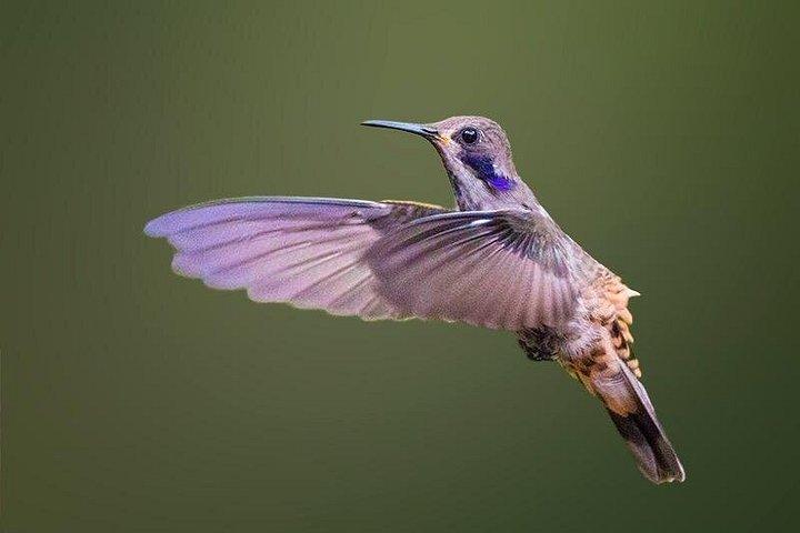 HUMMINGBIRD EXPEDITION - Searching for the cloud forest jewels.
