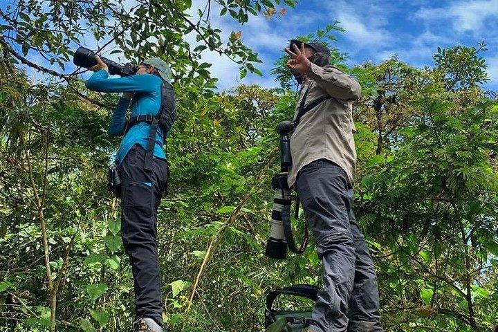 HUMMINGBIRD EXPEDITION - Searching for the cloud forest jewels.