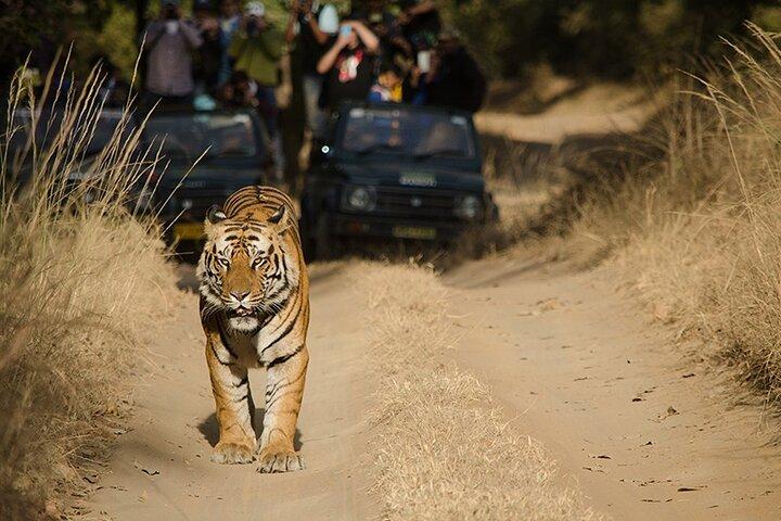 インドのタージ マハル、タイガース、宮殿、要塞を巡る 7 日間のプライベート ツアー