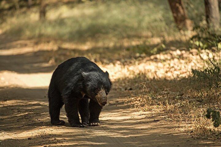 インドのタージ マハル、タイガース、宮殿、要塞を巡る 7 日間のプライベート ツアー