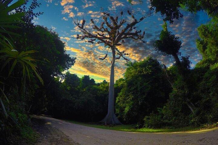 Tikal-dagtour vanuit San Ignacio Belize