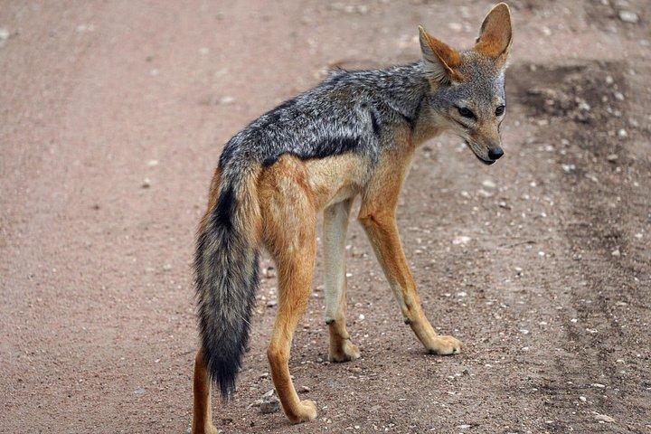 5つ星ラグジュアリーロッジで行くケニア国立公園7日間ジープツアー