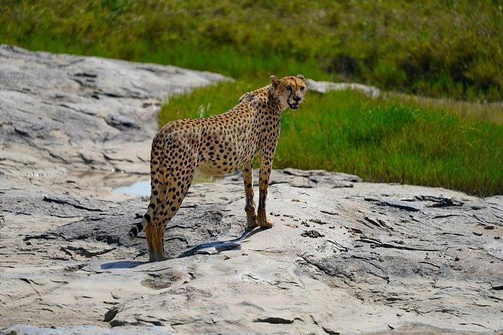 5つ星ラグジュアリーロッジで行くケニア国立公園7日間ジープツアー