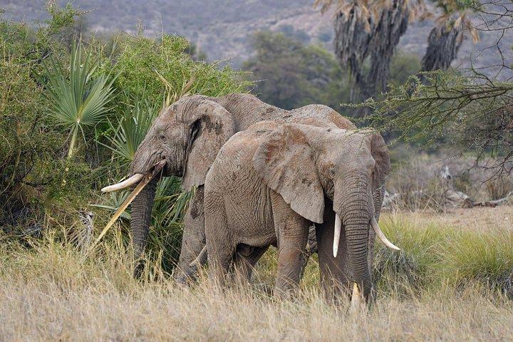 5つ星ラグジュアリーロッジで行くケニア国立公園7日間ジープツアー