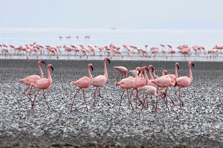 Tanzania Safari - La grande migration au nord du Serengeti et du lac Natron