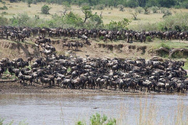 Tanzania Safari - La grande migration au nord du Serengeti et du lac Natron