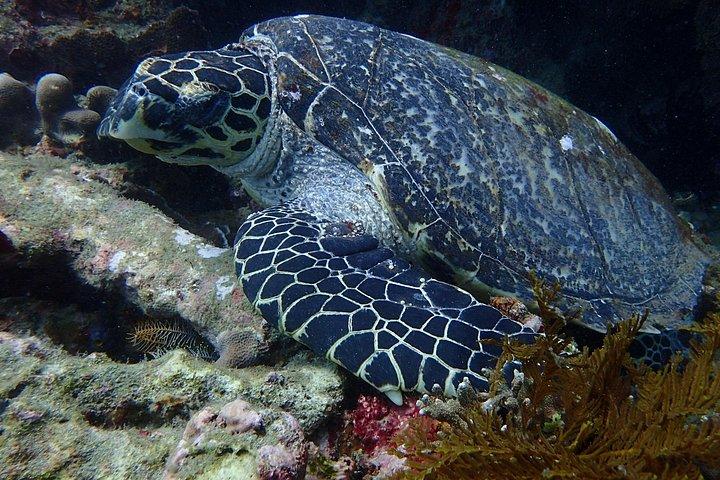 バリ島でのスキューバ ダイビングを写真とビデオで発見