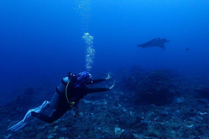 バリ島でのスキューバ ダイビングを写真とビデオで発見