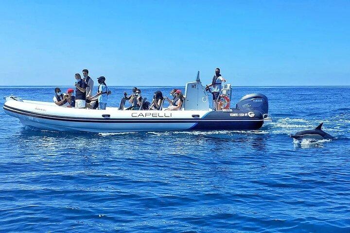 Visita alle grotte di Benagil con avvistamento dei delfini da Albufeira