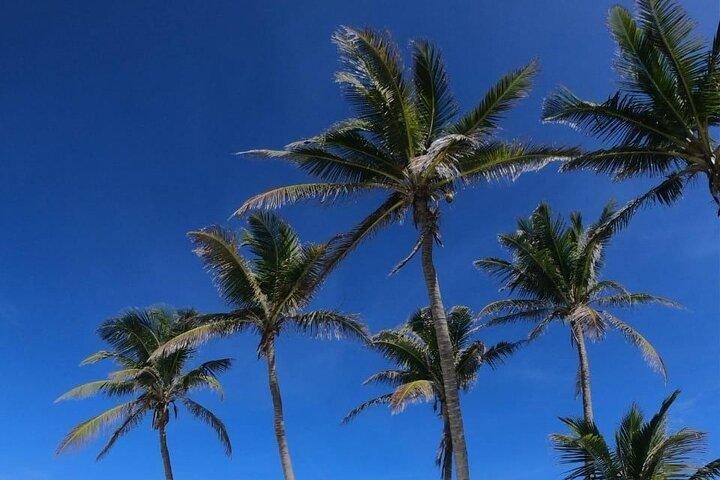 Heldagstur til Isla Contoy og Isla Mujeres fra Cancun