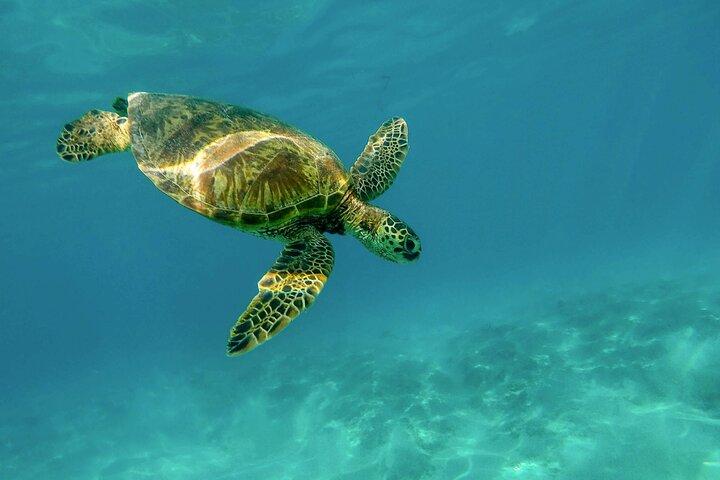 Encontro Privado com Tartarugas + Aventura Cenote! Tour Expresso